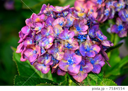 紫陽花 紫陽花 7584554