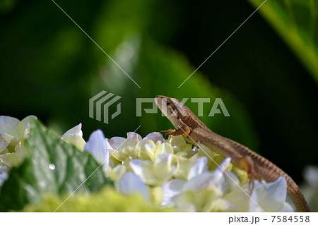 紫陽花とトカゲ 7584558