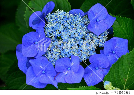 紫陽花 7584565
