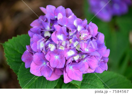 紫陽花 紫陽花 7584567