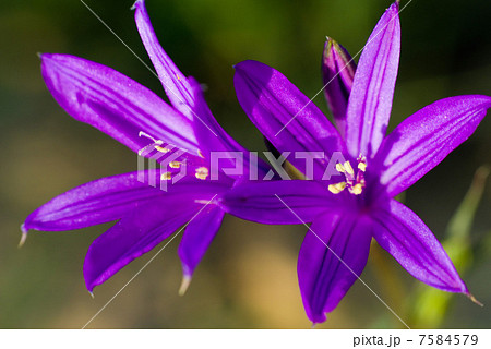 purple flowers 7584579