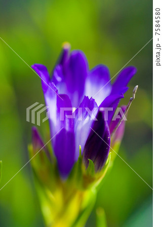 purple flowers 7584580