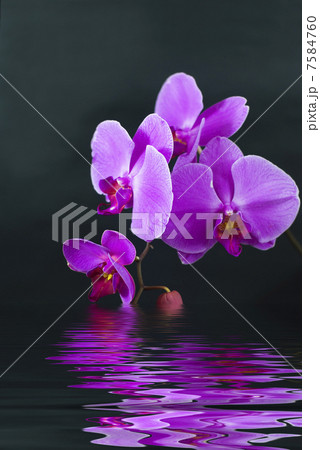 Purple orchid with reflection in water 7584760