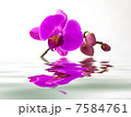 Purple orchid with reflection in water 7584761