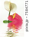 white and pink anthurium with the reflection in the water on a white background 7584771