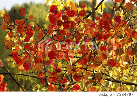 aspen leaves 7584797