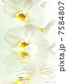 white orchid with reflection in water 7584807