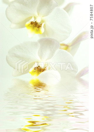 white orchid with reflection in water 7584807