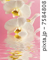 white orchid with reflection in water 7584808
