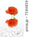 red poppies on a white background with reflection in water 7584859
