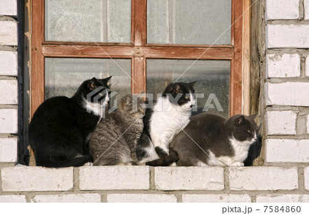 Four cats on a window sill 7584860