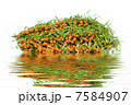 fresh buckthorn on a white background with reflection in water 7584907