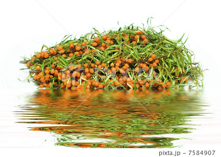fresh buckthorn on a white background with reflection in water 7584907