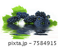 fresh black grapes with leaves on white background with reflection in water 7584915