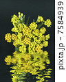 Immortelle  (Helychrysum) on black background with reflection in water 7584939