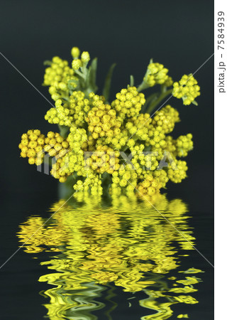 Immortelle  (Helychrysum) on black background with reflection in water 7584939