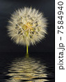 beautiful dandelion on the black background with reflection in water 7584940