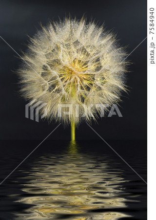 beautiful dandelion on the black background with reflection in water 7584940