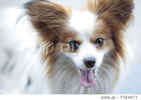 パピヨン 7584971