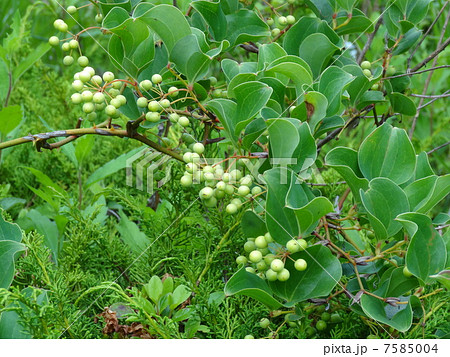 サルトリイバラ　め株　果実 7585004