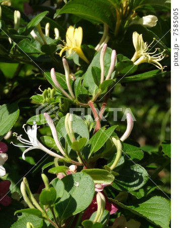 スイカズラ 7585005