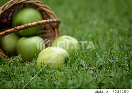 wicker basket full of green apples wicker basket full of green apples 7585190