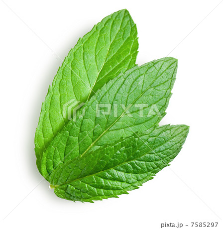 young leaves of mint 7585297