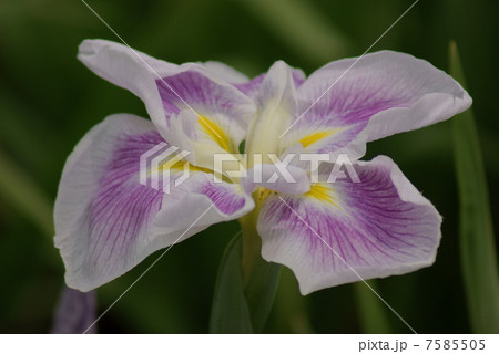 花菖蒲 五月晴 さつきばれ 江戸系花菖蒲 江戸古花 花菖蒲 五月晴 さつきばれ 江戸系花菖蒲 江戸古花 7585505