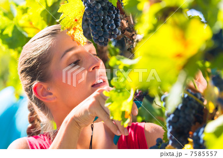 Winegrower picking grapes at harvest time 7585557