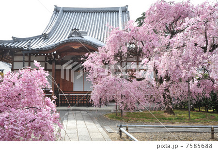 京都 上品蓮台寺の春 京都 上品蓮台寺の春 7585688