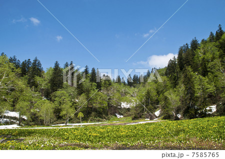 エゾノリュウキンカの群落 7585765