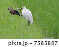 水田の鳥たち 7585887