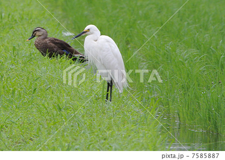 水田の鳥たち 水田の鳥たち 7585887