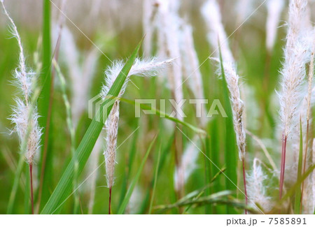 風にたなびくチガヤ：茅萱 7585891