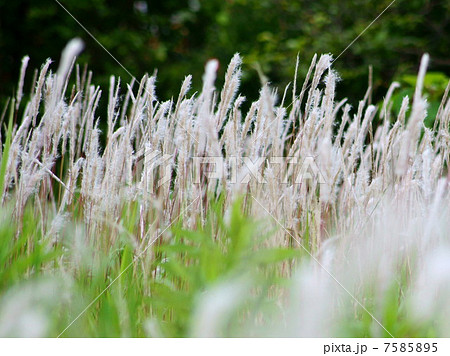 風にたなびくチガヤ：茅萱 7585895