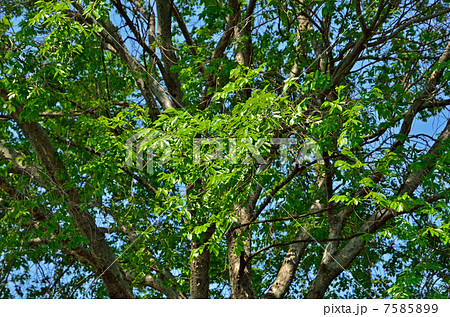 樹木・アキニレ ニレ科 樹木・アキニレ ニレ科 7585899