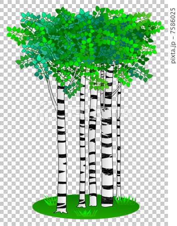 Birch Tree 7586025