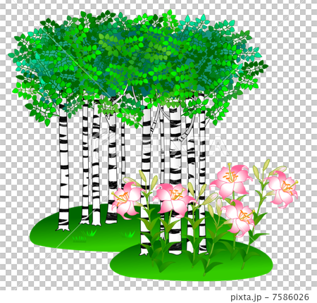 White birch forest and lilies 7586026