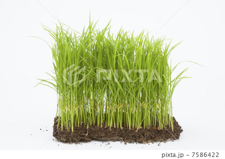 稲の苗 稲の苗 7586422