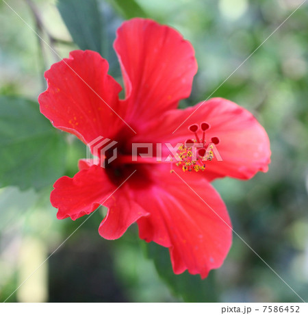 ハイビスカス 7586452