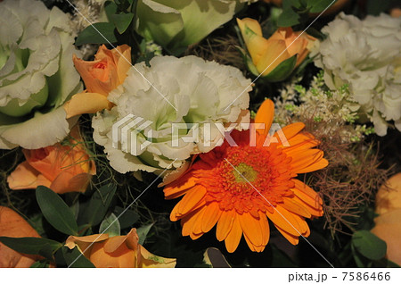 花 7586466
