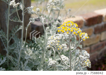 シロタエギク(白妙菊)の花 シロタエギク(白妙菊)の花 7588042