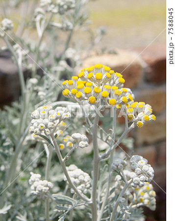 シロタエギク（白妙菊）の花 7588045