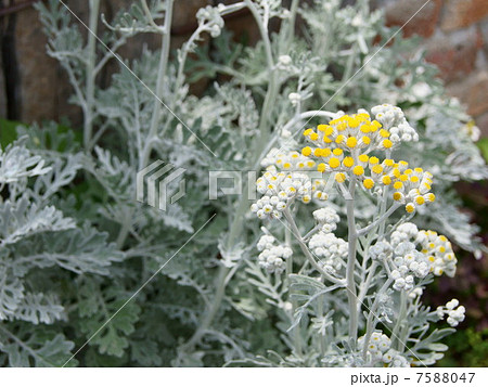 シロタエギク(白妙菊)の花 シロタエギク(白妙菊)の花 7588047