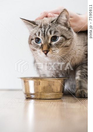 Portrait of a purebred striped cat pet and cat food on a gray ba Portrait of a purebred striped cat pet and cat food on a gray ba 7590811