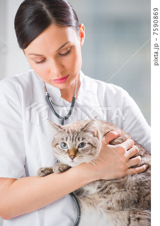 Veterinarian holding a cat at clinic 7590869
