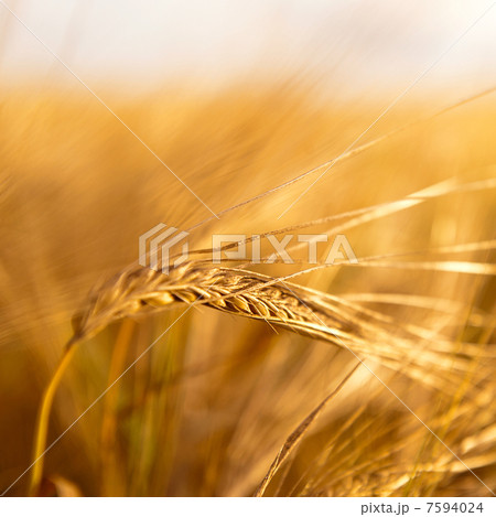 Closeup photo of a golden wheat in field Closeup photo of a golden wheat in field 7594024