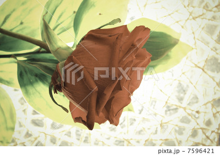 Red rose Red rose 7596421