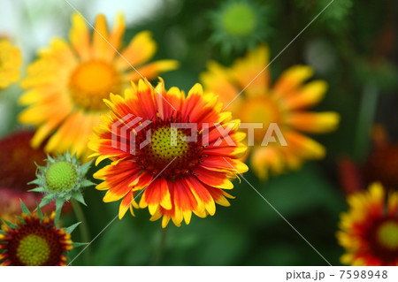 テンニンギク 7598948