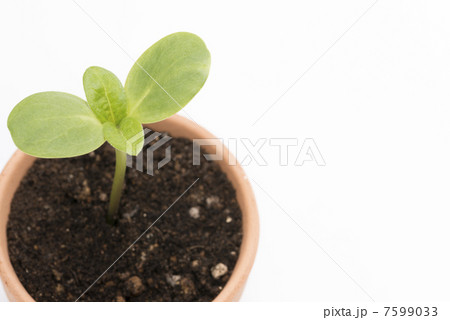 エコ・成長イメージ 7599033